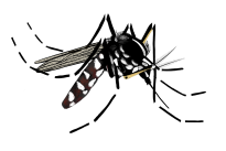Moustique tigre (illustration)