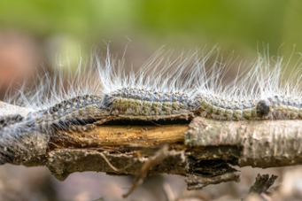 Chenille processionnaire du chêne