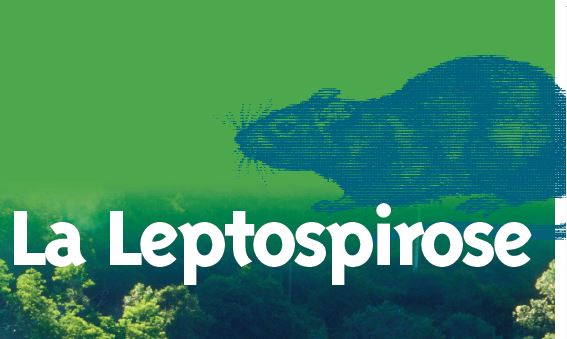 Leptospirose