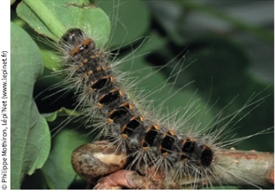 Chenille processionnaire urticante