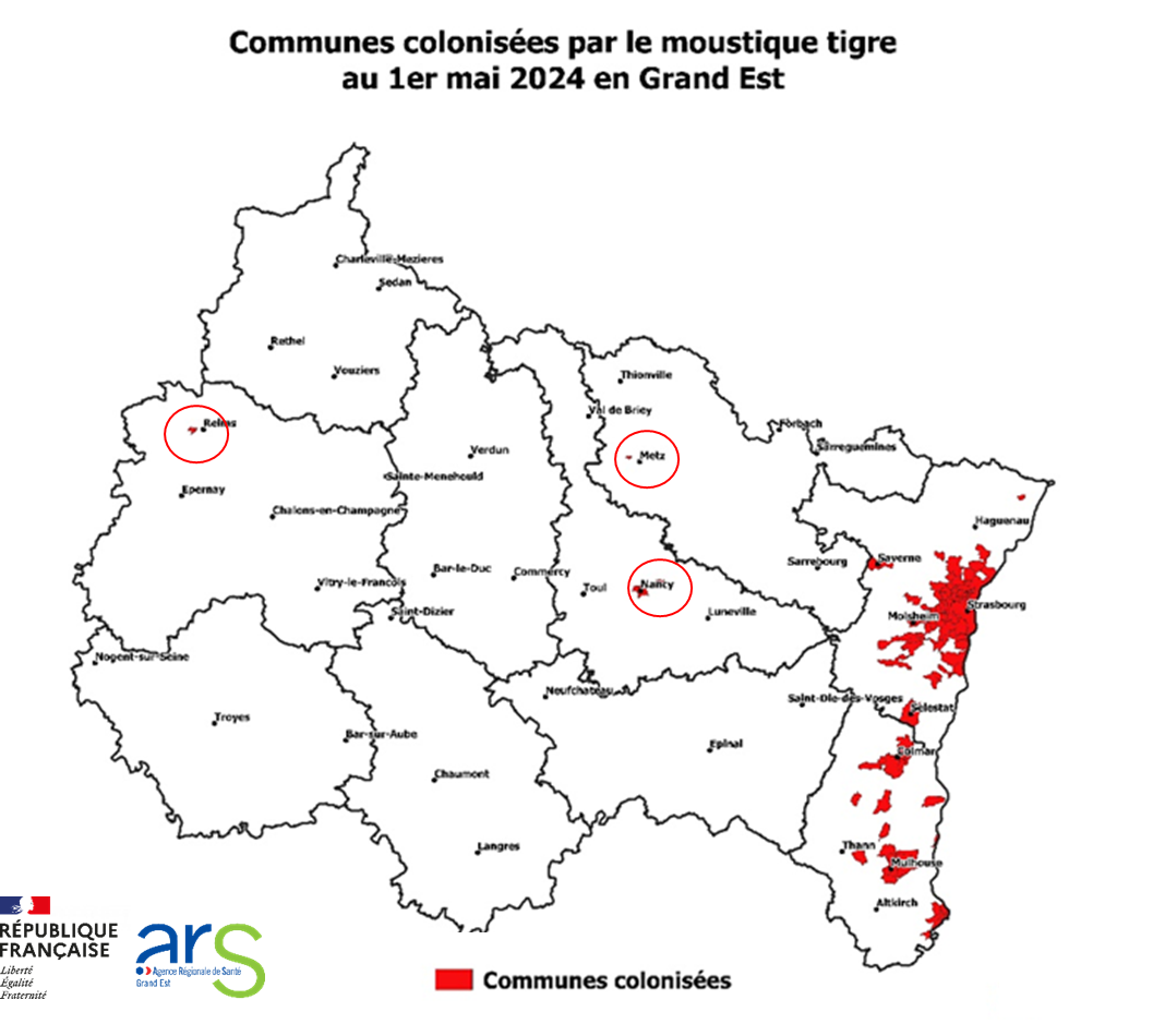 Lutte contre moustique tigre - cartograhie des communes colonisées en Grand Est (1er mai 2024)