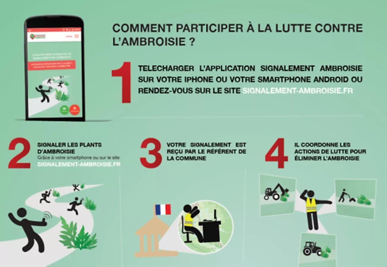 Comment participer à la lutte contre l'ambroisie ?