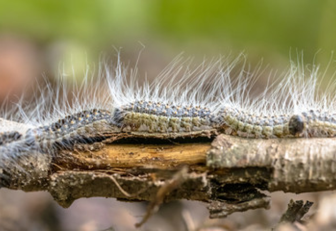 Chenille processionnaire du chêne