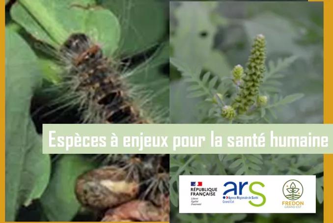 Vignette Espèces à enjeux pour la santé humaine (EESH)