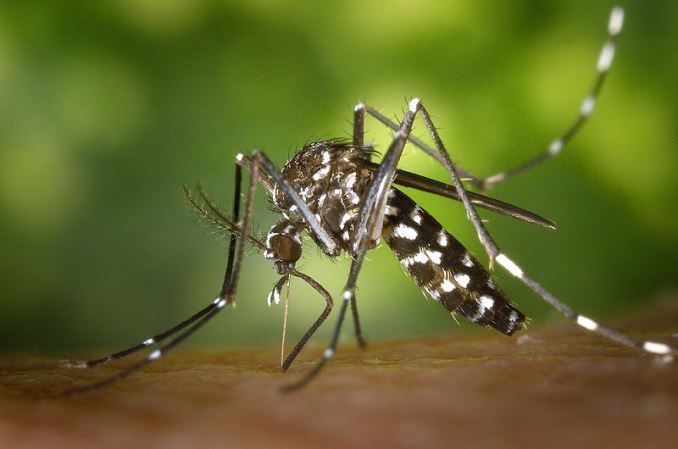 Moustique tigre : des gestes simples pour éviter sa prolifération