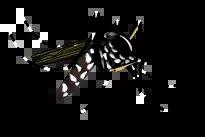 Moustique tigre (illustration)