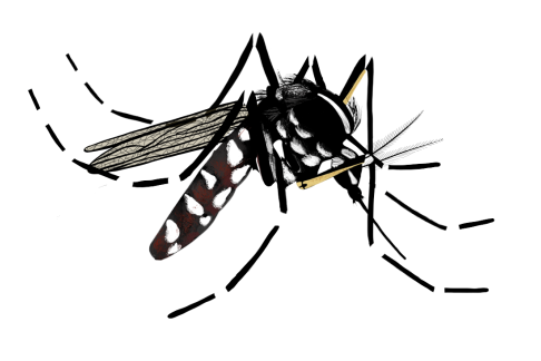 Moustique tigre (illustration)