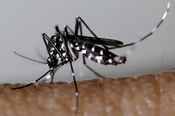 Moustique tigre Aedes albopictus et lutte anti-vectorielle