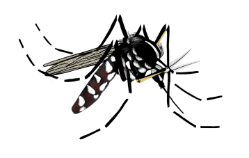 Moustique tigre (illustration)