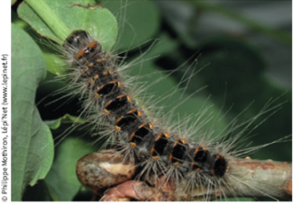 Chenille processionnaire urticante 