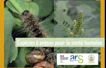Vignette Espèces à enjeux pour la santé humaine (EESH)