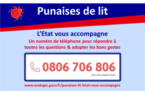 Punaises de lit : L'Etat vous accompagne avec un numéro de téléphone pour répondre àtoutes les questions & adopter les bons gestes au 0806 706 806 