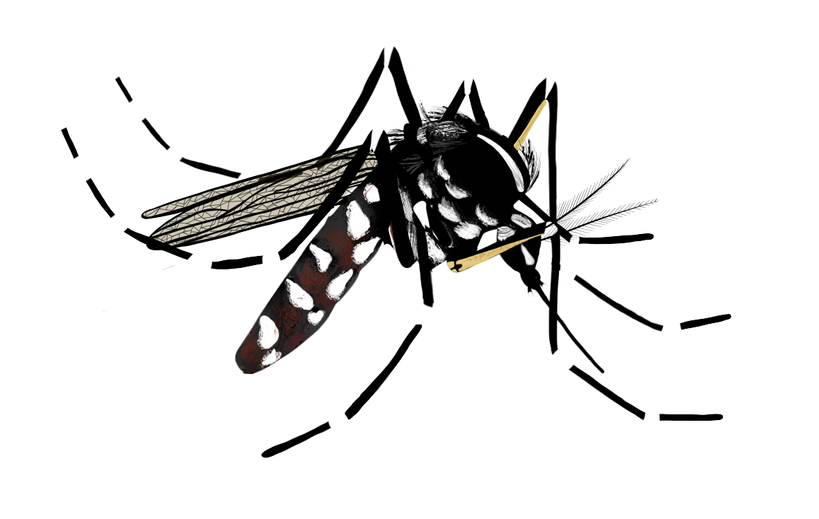 Moustique tigre (illustration)