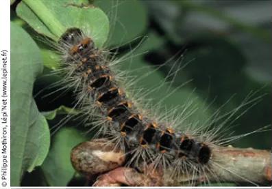 Chenille processionnaire urticante 