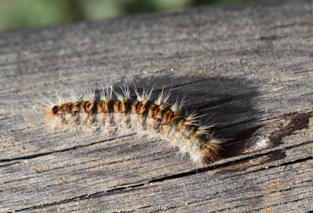 Chenille processionnaire du chêne