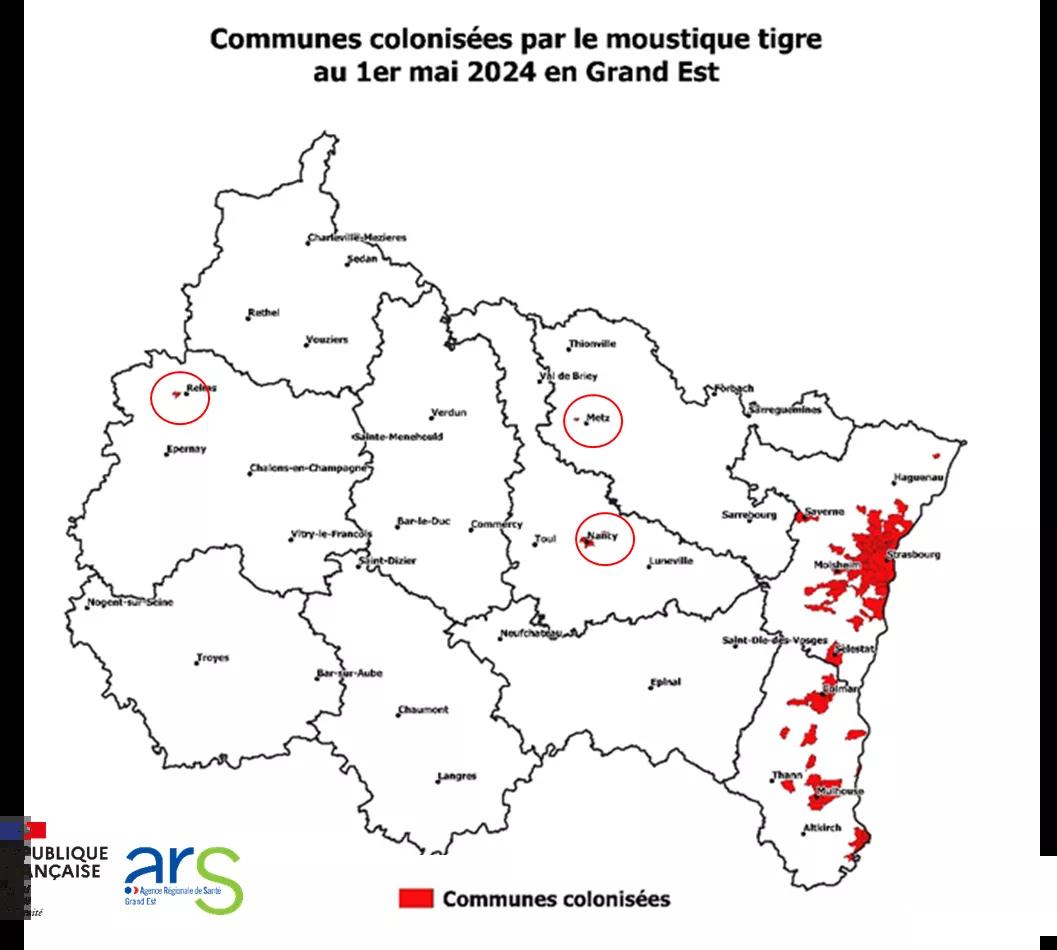 Lutte contre moustique tigre - cartograhie des communes colonisées en Grand Est (1er mai 2024)