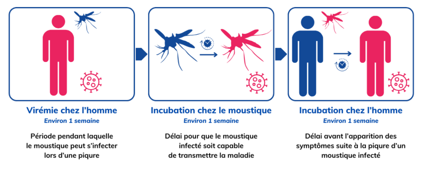 LAV (Moustique) Transmission maladie