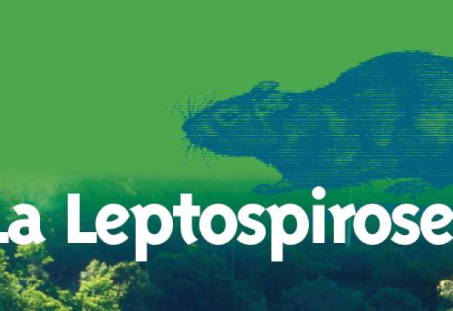 Leptospirose