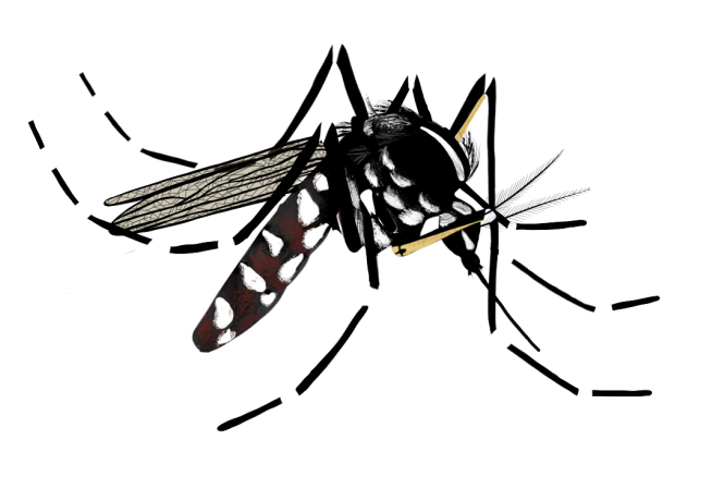 Moustique tigre (illustration)