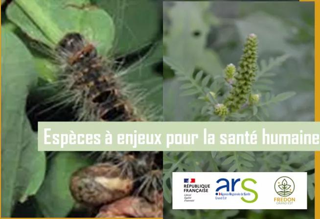 Vignette Espèces à enjeux pour la santé humaine (EESH)