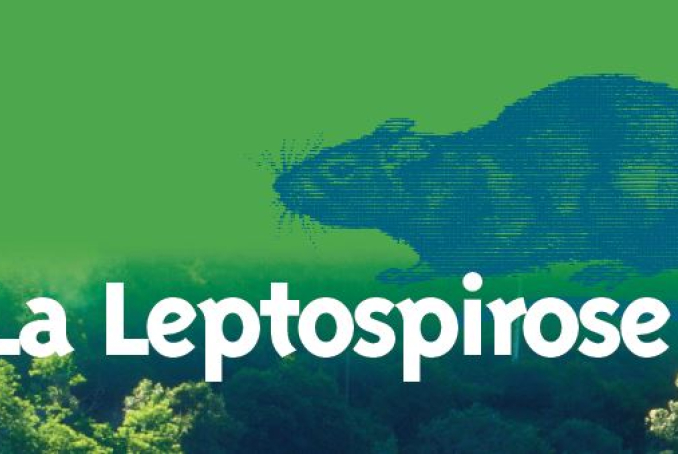 Leptospirose