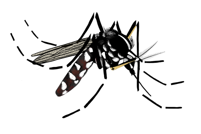Moustique tigre (illustration)